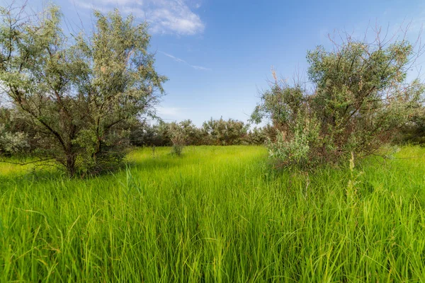 Summer high grass scene. Grassland nature in summer.