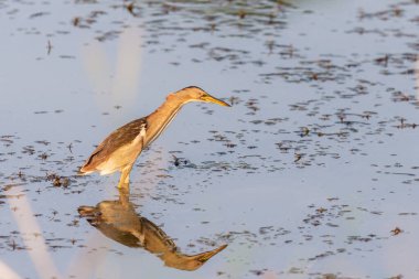 Avrasya Bittern veya Botaurus yıldızları göl veya göl suyunda avlanırlar..