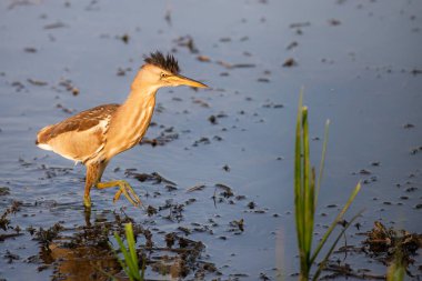 Avrasya Bittern veya Botaurus yıldızları göl veya göl suyunda avlanırlar..