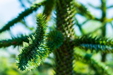 Araucaria araucana dalı, Maymun yapboz ağacı, Maymun kuyruğu ağacı, ya da Şili çamı. Bu, kozalaklı kozalaklı ağaç cinsi Araucaria 'nın en dayanıklı türüdür. Araucariaceae familyası..