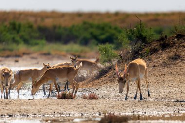 Saiga antilobu veya bozkırda Saiga tatarica. Federal doğa rezervi Mekletinskii, Kalmykia, Rusya.