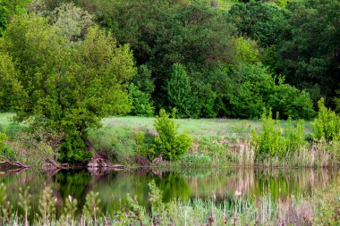 Orman baharı ya da nehir akışı manzarası, sakin doğa arka planı.