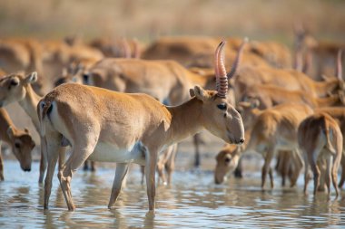 Saiga antilobu veya bozkırda Saiga tatarica. Federal doğa rezervi Mekletinskii, Kalmykia, Rusya.