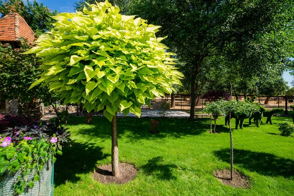 Catalpa Con Una Bella Corona Sull Erba Verde Giorno Estate — Foto Stock