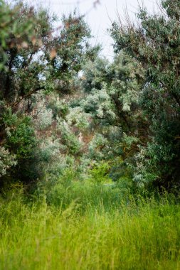Gümüş Göl Korusu. Gümüş çilek ya da Elaeagnus banliyö çalılıkları.