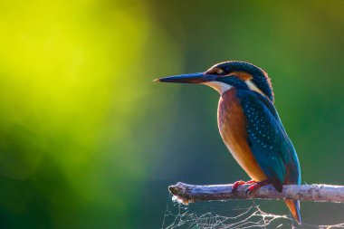 Avrupa 'da yaygın olan Kingfisher veya Alcedo nehrin yukarısındaki bir çubukta oturur ve balık avlar. Bu serçe büyüklüğünde kuş tipik bir kısa kuyruklu, büyük başlı balıkçı profiline sahip..