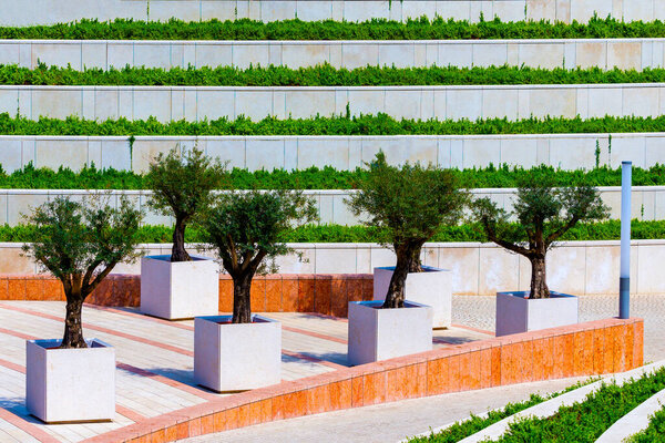 Small trees in square stone garden pots in modern public park.