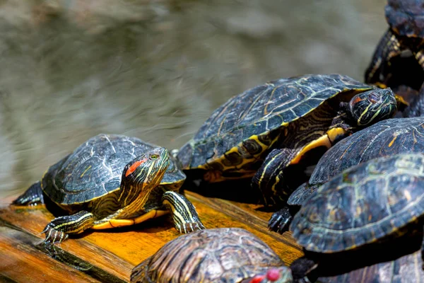 Group of red-eared slider or Trachemys scripta elegans in pool. Dozens of yellow-bellied slider turtles sunning on a wooden surface.