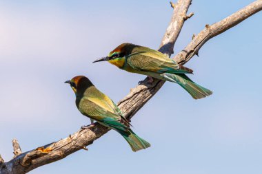 Avrupalı arı yiyici, Merops apiaster. Arı yiyen yaygın bir kuş..