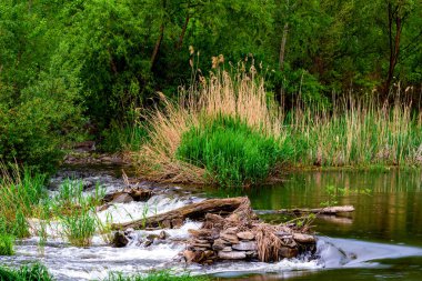 Orman baharı ya da nehir akışı manzarası, sakin doğa arka planı.