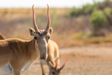 Vahşi erkek Saiga antilobu ya da bozkırdaki Saiga tataritası. Federal doğa rezervi Mekletinskii, Kalmykia, Rusya.