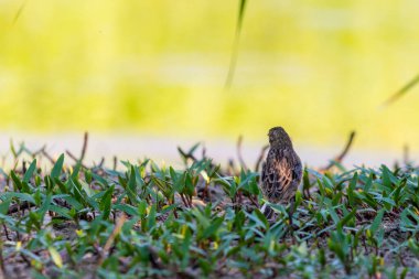 Whinchat ya da Saxicola Rubetra yeşil çimlerin üzerinde.
