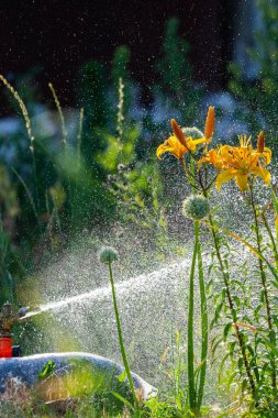 Otomatik Bahçe Çim Fıskiyesi. Çimleri suluyor. Yeşil Doğa Arkaplan kavramı.