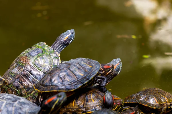 River turtles bask in the sun on a wooden surface.