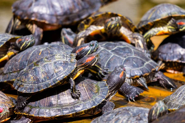 Groep Roodoorschuiver Trachemys Scripta Elegans Het Zwembad Tientallen Geelbuikschildpadden Zonnen — Stockfoto