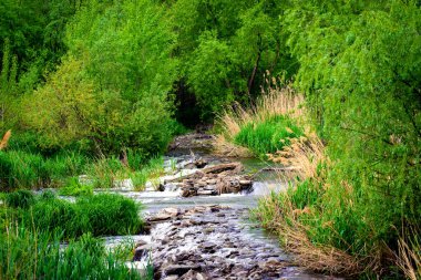 Orman baharı ya da nehir akışı manzarası, sakin doğa arka planı.