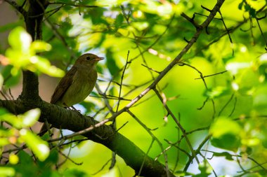 Bülbül ağaç dalına tünemiş. Doğa arkaplanı.