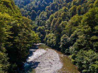 Ormanda küçük bir dağ nehri.