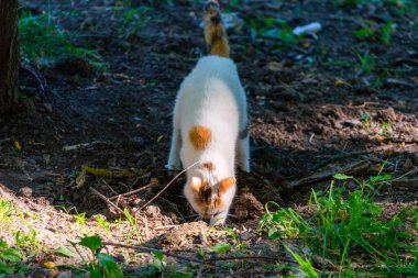 Yere kaka yapan kedi. Hayvanların doğal süreci.