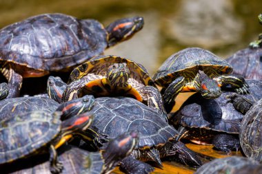 Bir grup kırmızı kulaklı kaydırıcı ya da Trachemys senaryosu havuzda zariftir. Onlarca sarı karınlı sürgülü kaplumbağa tahtadan bir yüzey üzerinde güneşleniyor..