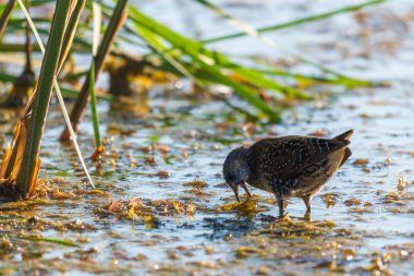 Görüldü Crake veya Porzana küçük bir su birikintisini beslerken