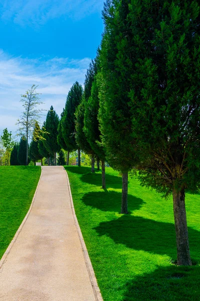 Path for a walk through the thuja trees in a park