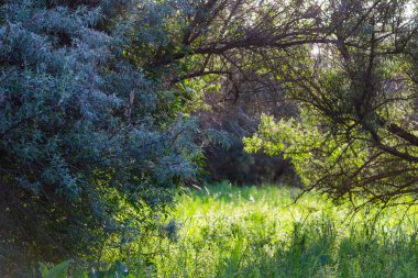 Gümüş Göl Korusu. Gümüş çilek ya da Elaeagnus banliyö çalılıkları.