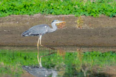 Gri balıkçıl ya da Ardea sineması gölette avlanıyor