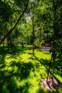 Parktaki ağaçların arasından parlayan güneş.