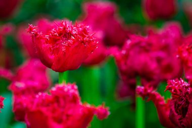 Terry kırmızı püsküllü lale çiçekli bir bahçede