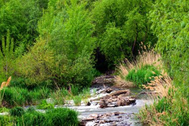 Orman baharı ya da nehir akışı manzarası, sakin doğa arka planı.