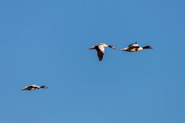 Arkadaki mavi gökyüzünde göçmen ördek sürüsü.