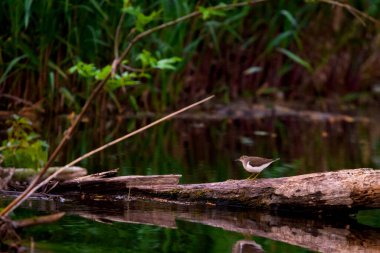 Doğal ortamdaki yaygın Sandpiper veya Actitis hypoleucos kuşu.