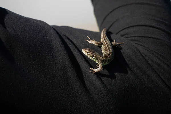 Lizard on black cotton background. Wild animal on human body.