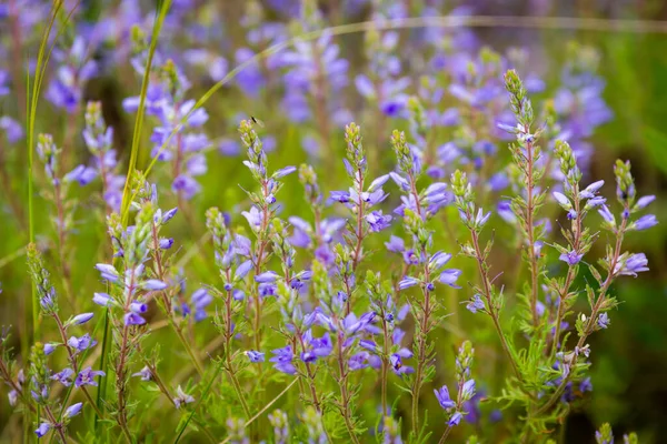Bright delicate blue flower of ornamental flower of flax and its shoot against complex background. Flowers of decorative flax. Agricultural field of flax technical culture in stage of active flowering.