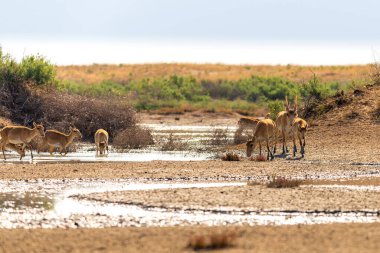 Saiga antilobu veya bozkırda Saiga tatarica. Federal doğa rezervi Mekletinskii, Kalmykia, Rusya.