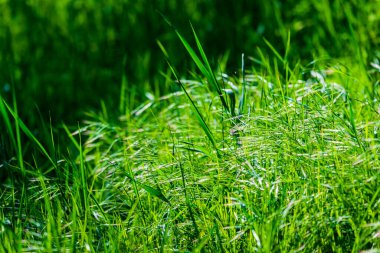 Sabahın erken saatlerinde su damlaları ile taze, kalın çimlere yakın..