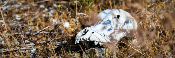 Череп Мёртвой Собаки Лесу Концепция Естественного Отбора Стоковое Изображение