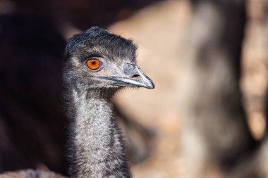 Devekuşu veya Dromaius novaehollandiae tam kare başlık doldurma.