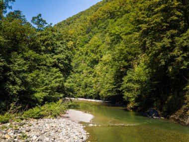 Ormanda küçük bir dağ nehri.