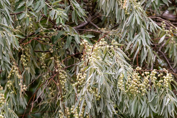 Elaeagnus Commutata Loch Silver Branch Unripe Berries — Stock Photo, Image