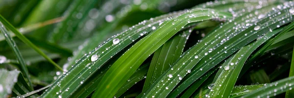 Çimen yapraklarının üzerine su damlası. Doğal arkaplan