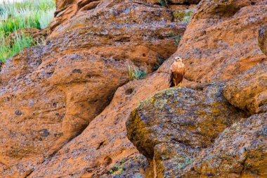 Barrow Eagle veya Uzun bacaklı Şahin veya Buteo Rufinus.