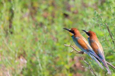 İki Avrupalı arı yiyici parlak güneş ışığında bulanık yeşil bir arka planda eğimli bir dalda otururlar. Bir kuş gagasında arı tutuyor.