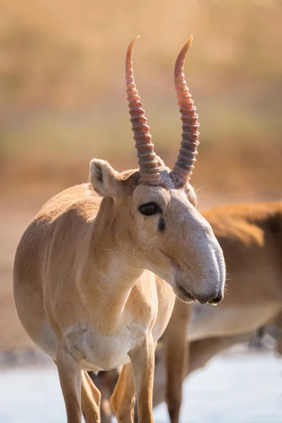 Vahşi erkek Saiga antilobu ya da bozkırdaki Saiga tataritası. Federal doğa rezervi Mekletinskii, Kalmykia, Rusya.