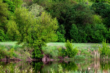 Orman baharı ya da nehir akışı manzarası, sakin doğa arka planı.
