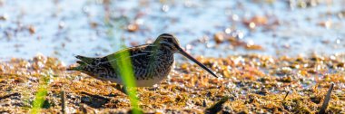 Snipe in swamp. Birds in wild nature and habitat. clipart