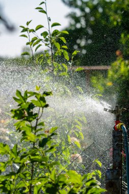 Otomatik Bahçe Çim Fıskiyesi. Çimleri suluyor. Yeşil Doğa Arkaplan kavramı.