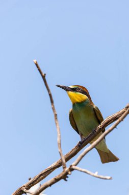 Avrupalı arı yiyici, Merops apiaster. Arı yiyen yaygın bir kuş..