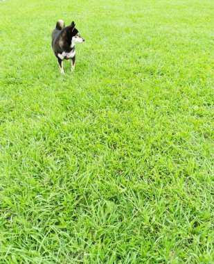 manzara, ağaç, çim, köpek